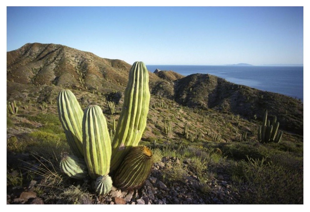 "Cardon Cactus in Dry Arroyo, Sea of Cortez, Baja California, Mexico