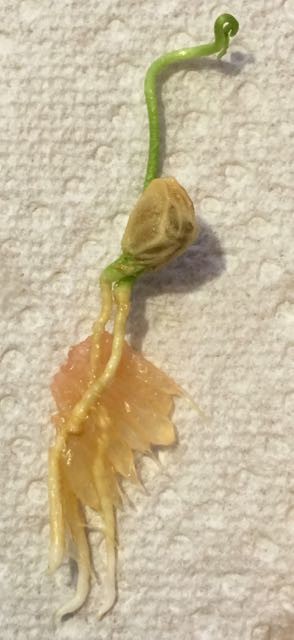 Grapefruit 