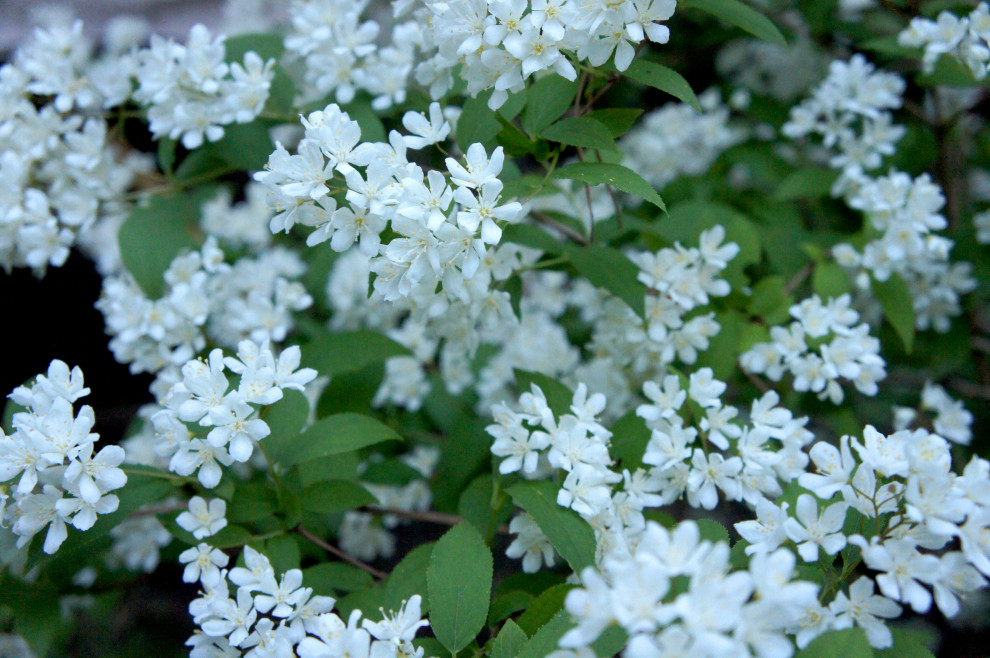 Цветники и композиции крупным планом