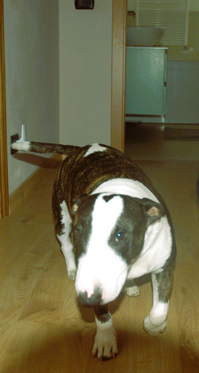 mascotte di casa !