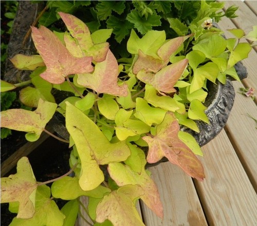 Sweet potato vine color changing