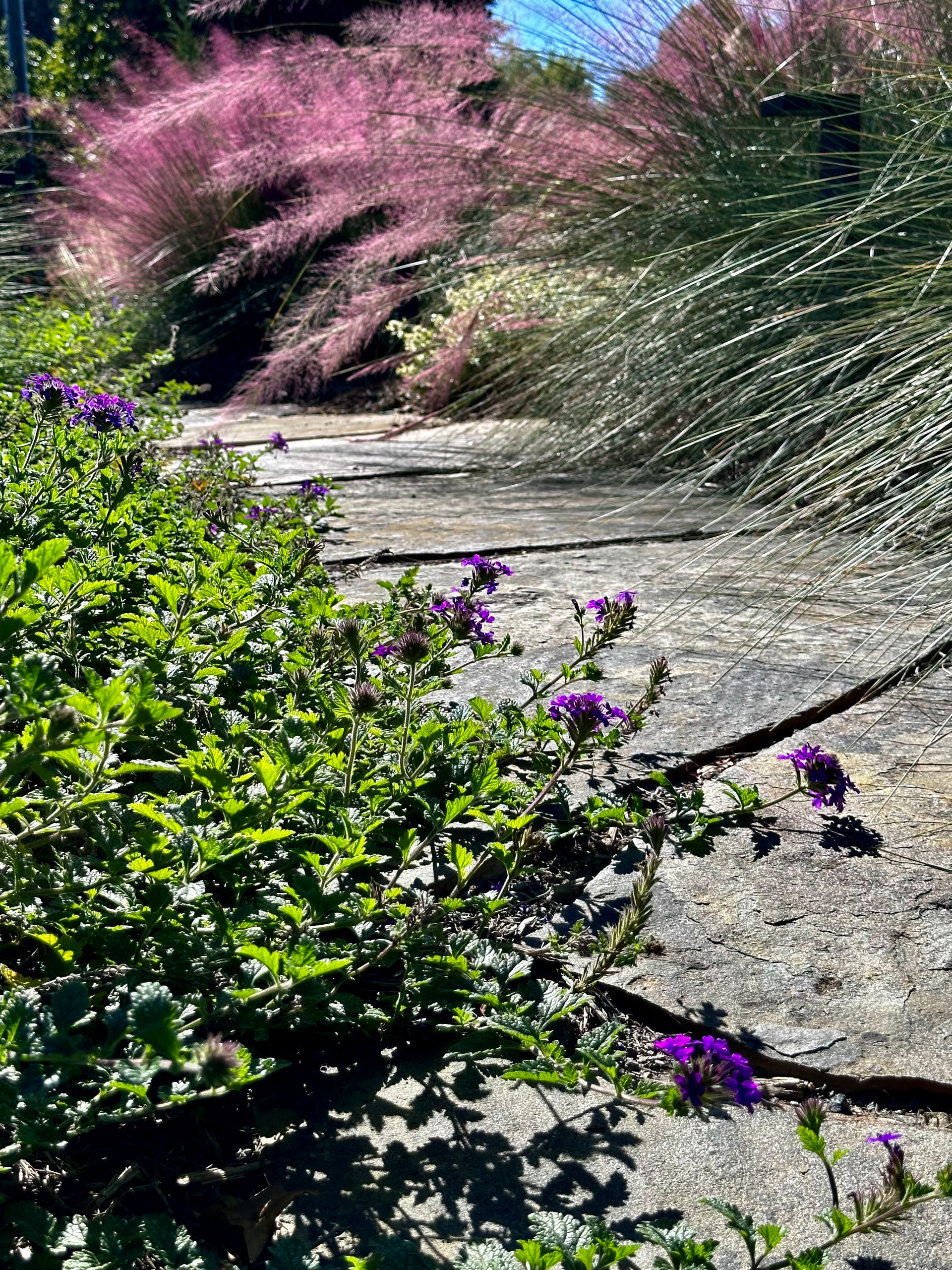 Concrete Sidewalk Becomes A Stroll Garden