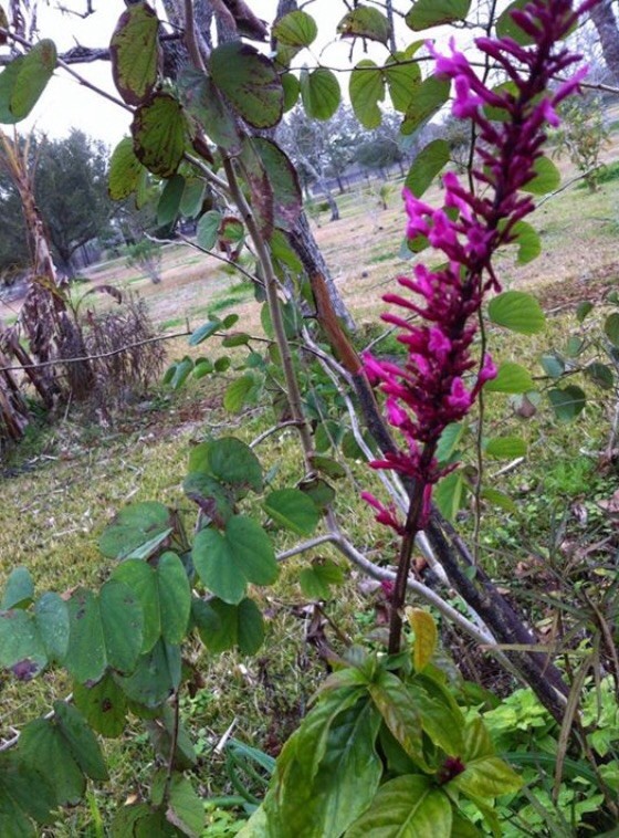 If this is a salvia, which one?