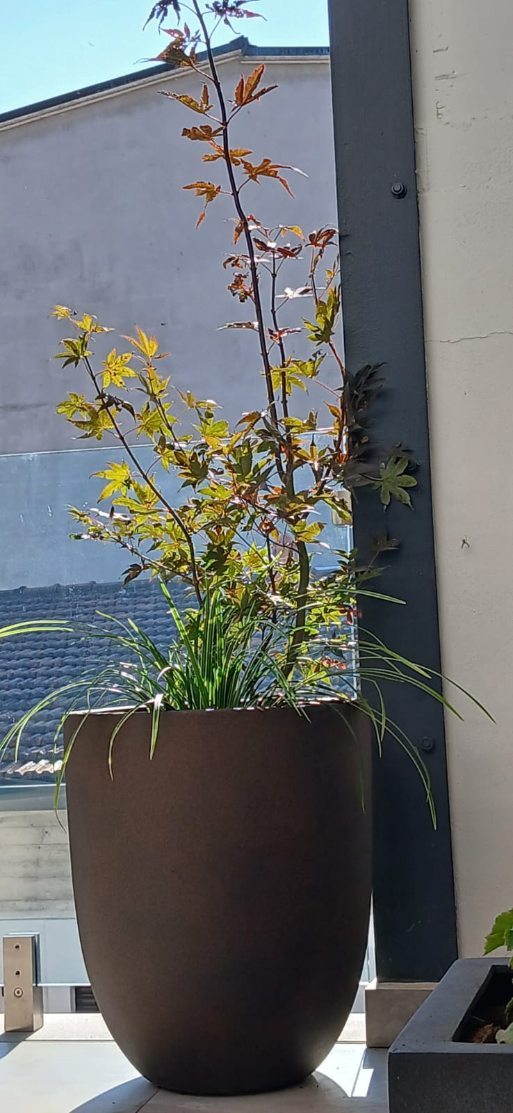 Realizzazione Wild in the city