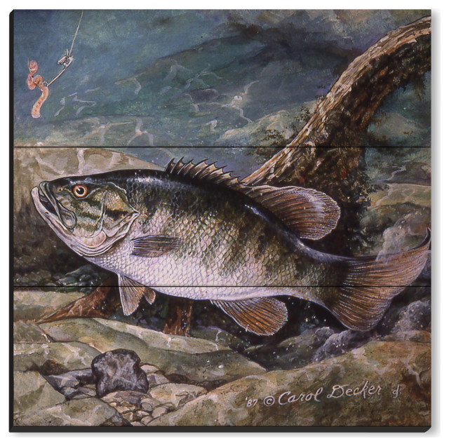 Wall Art, Small Mouth Bass - Rustic - Prints And Posters - by WGI-GALLERY |  Houzz