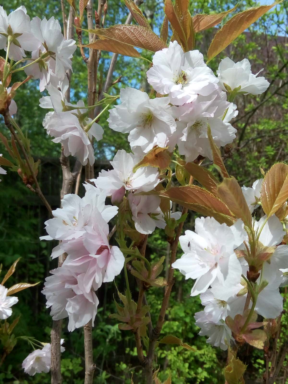 Частный сад