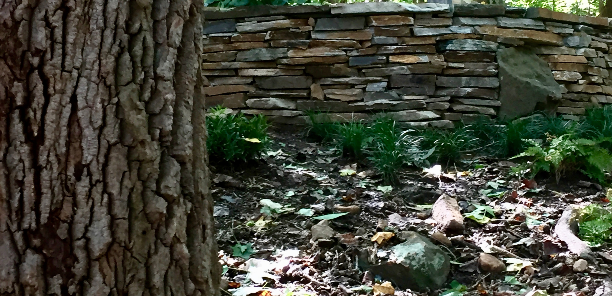 Study in Texture:  Tree and Stone