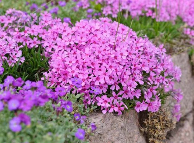 Native plants