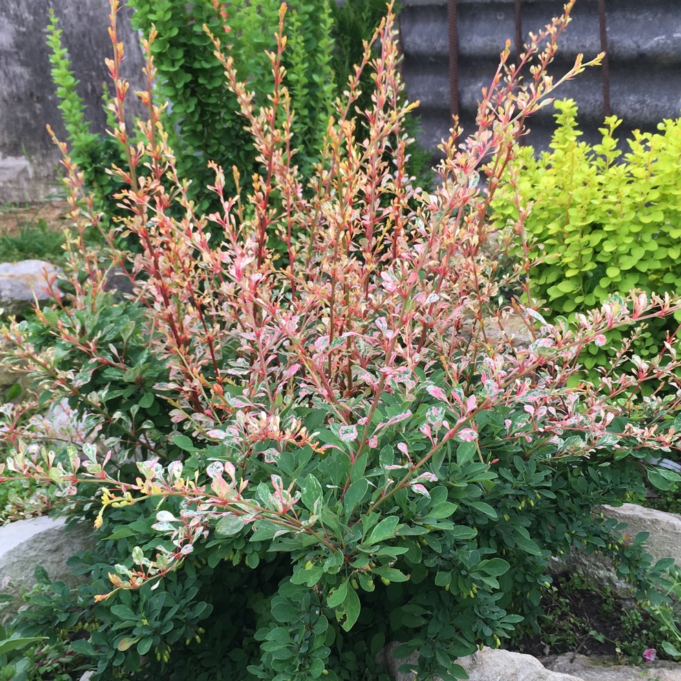 Реставрация старинного сада в калужской области