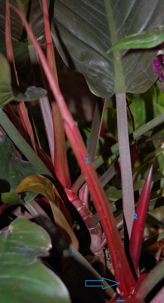 Philodendron flower buds? | Houzz Forum