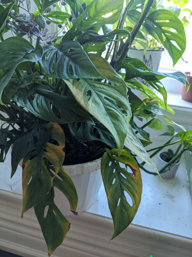 monstera artificial plant Small Artificial Monstera Plant – Mora Taara main image 1