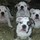 jennifer_dickerson1237