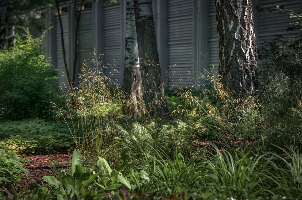 Лесная Рапсодия