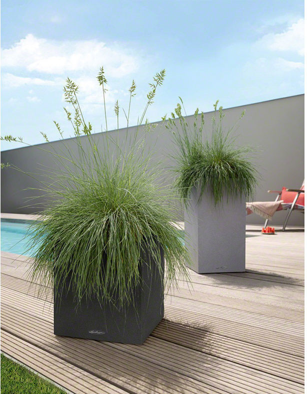 поселок Южный, злаки в контейнерах