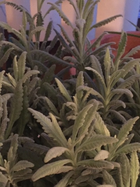 teddy bear succulent plant Kalanchoe Tomentosa 'Teddy Bear' main image 1