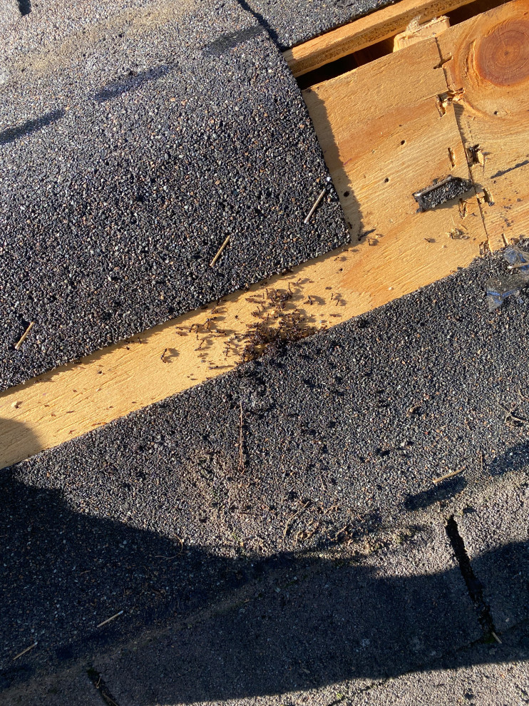 Shed Roof Repair