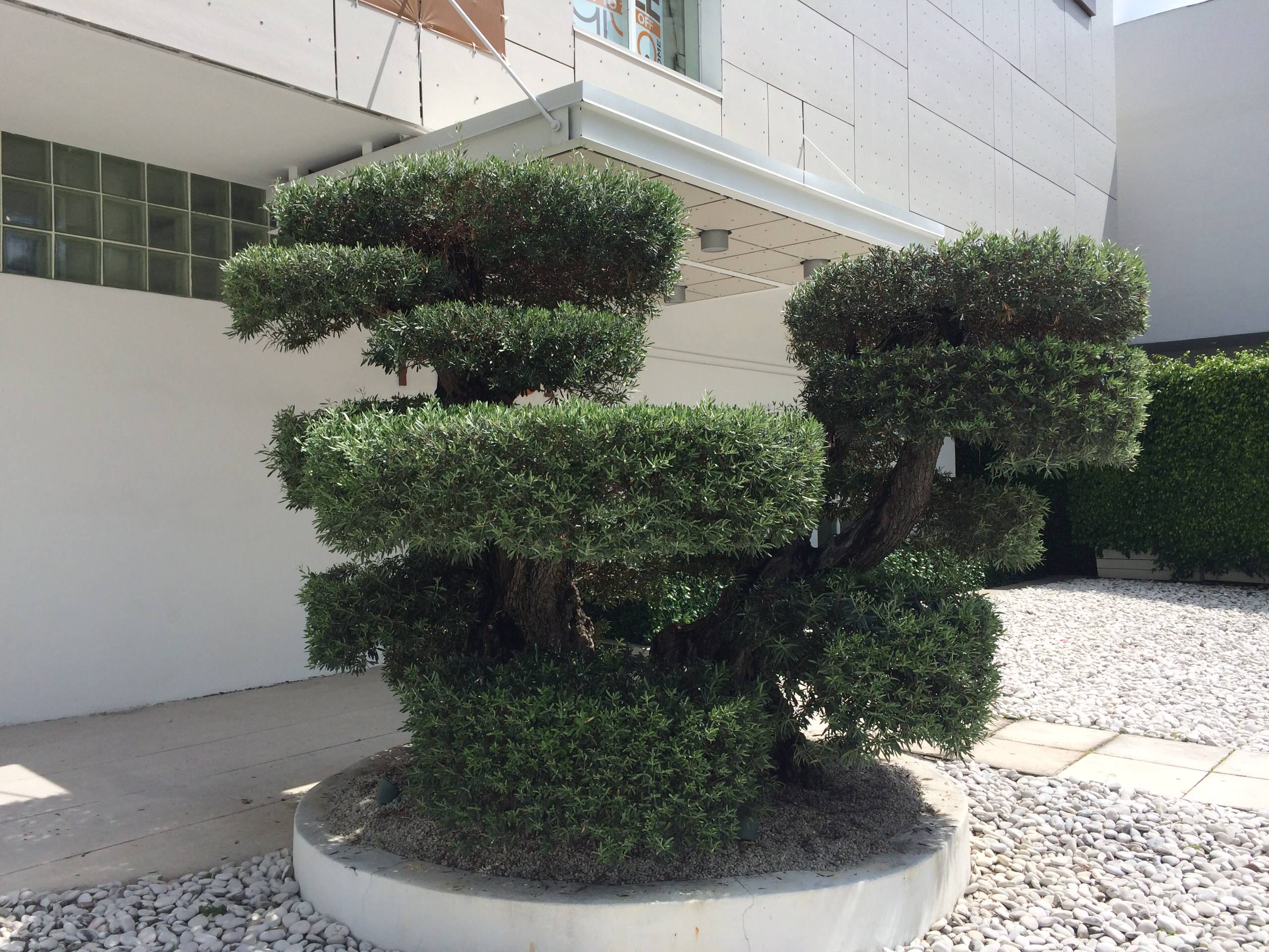 Olive tree sculpture