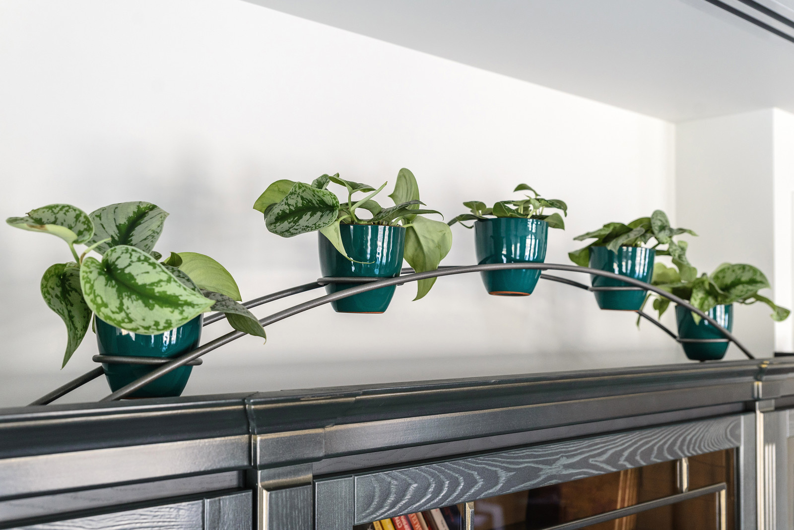 Озеленение холла помещения и кабинета руководителя