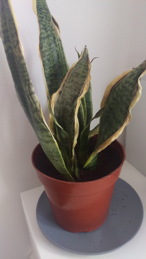 Help Snake Plant dying overwatered???