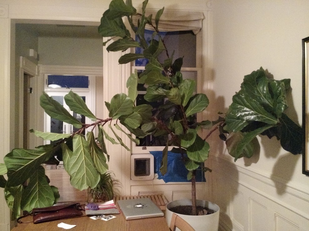 Advice on how to prune fiddle leaf fig tree [PHOTO]