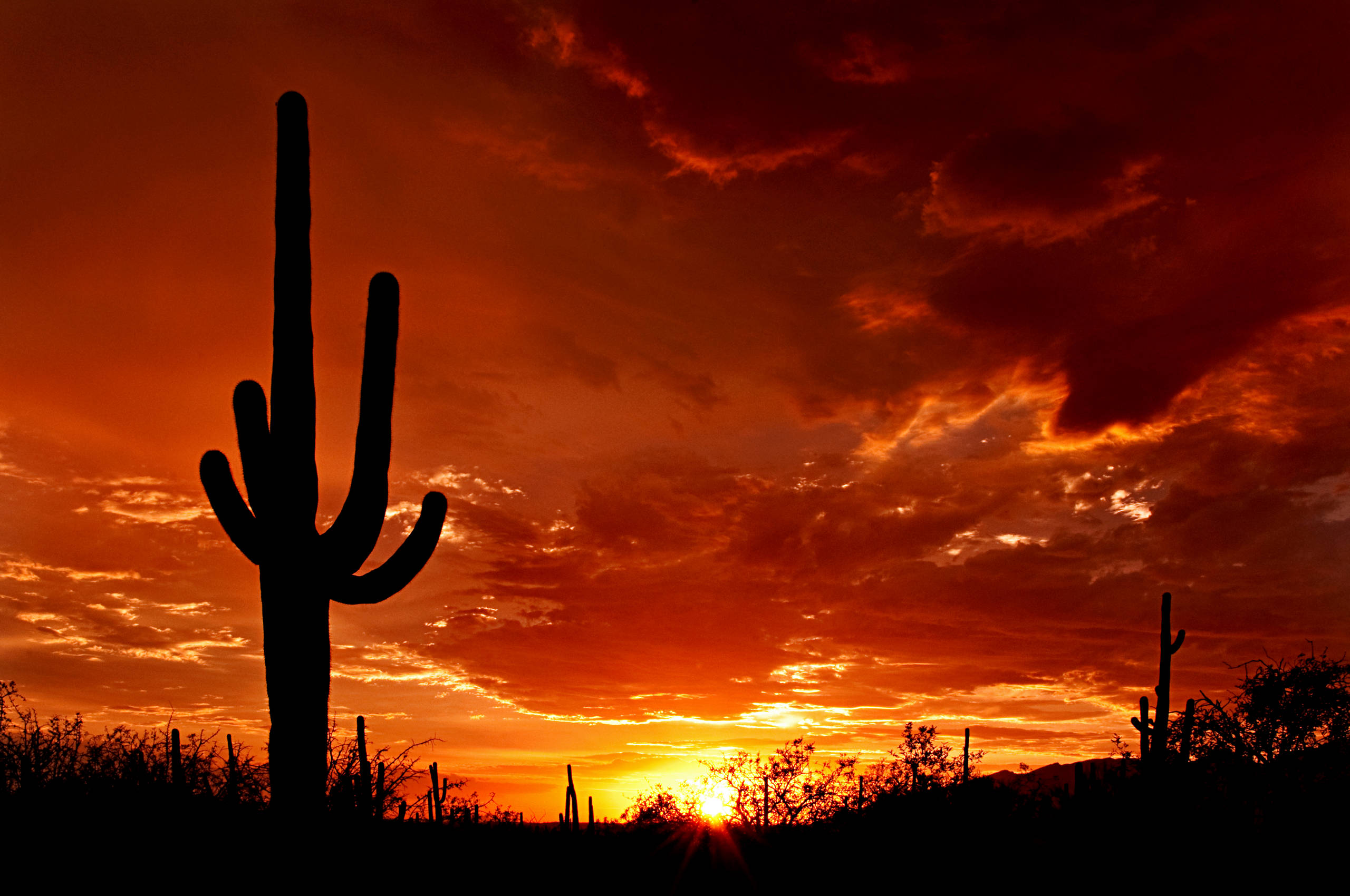 Meet the Mighty Saguaro of the Desert Landscape, image size:2560x1700