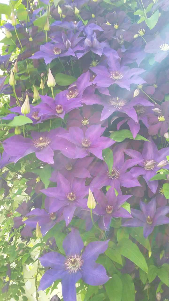 "Мечты о Провансе"