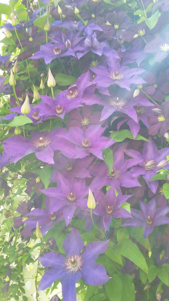 "Мечты о Провансе"