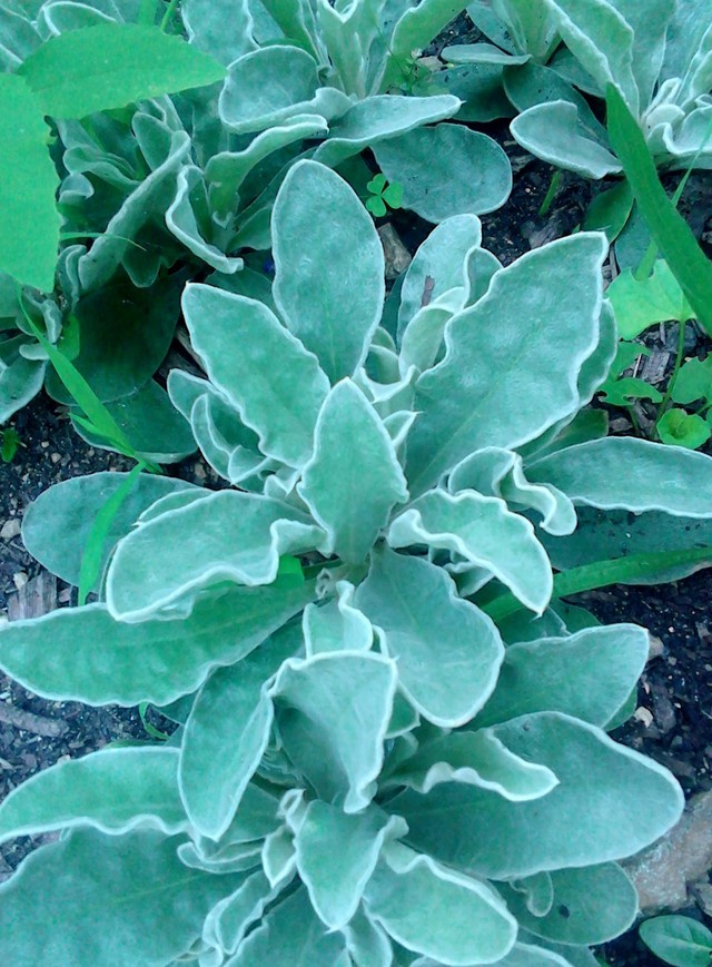 Lamb's Ear? But how?