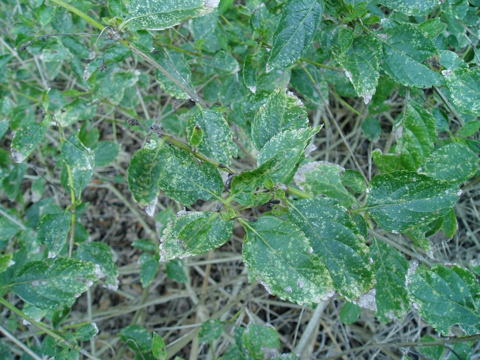 what's wrong with my lantana?