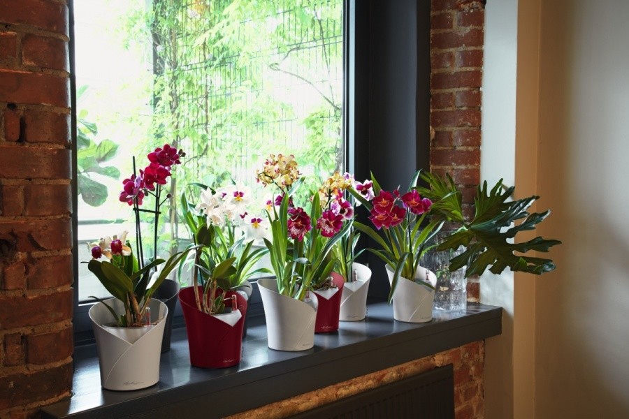 Вашим орхидеям это понравится