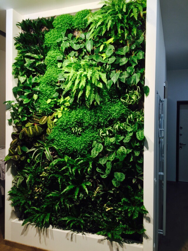Фитостена в квартире в кухонной зоне