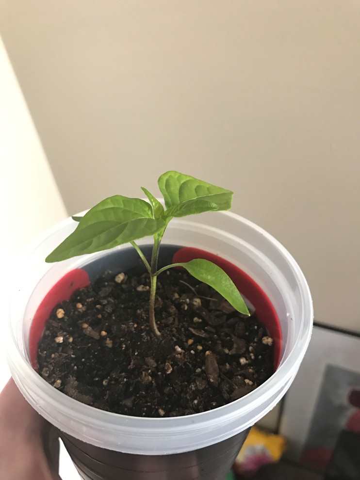 Tequila Sunrise Pepper