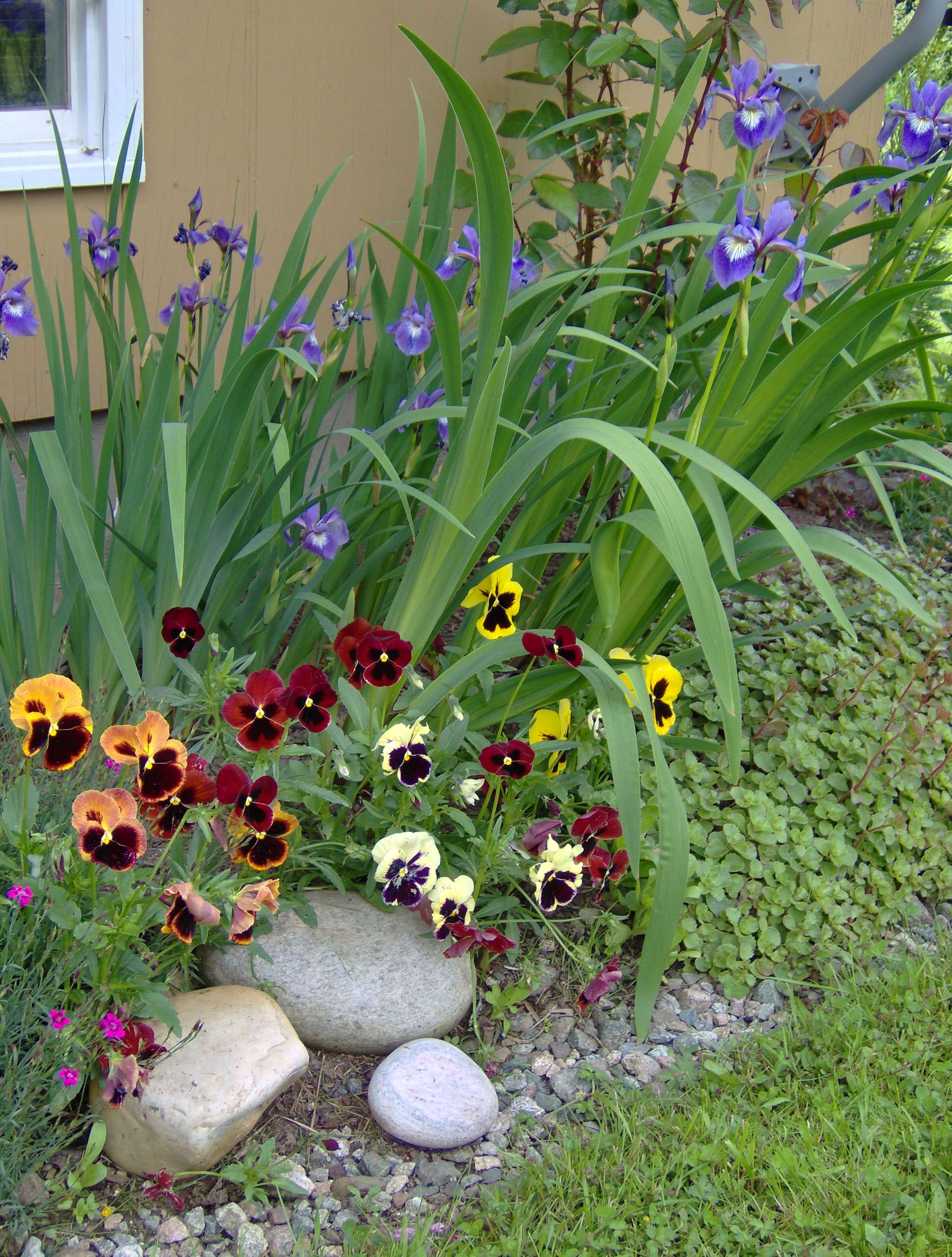 Great Design Plant: Pansy