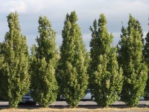 maple tree planting spacing spacing for armstrong maple and crimson spire oak maple tree planting spacing spacing for armstrong maple and crimson spire oak