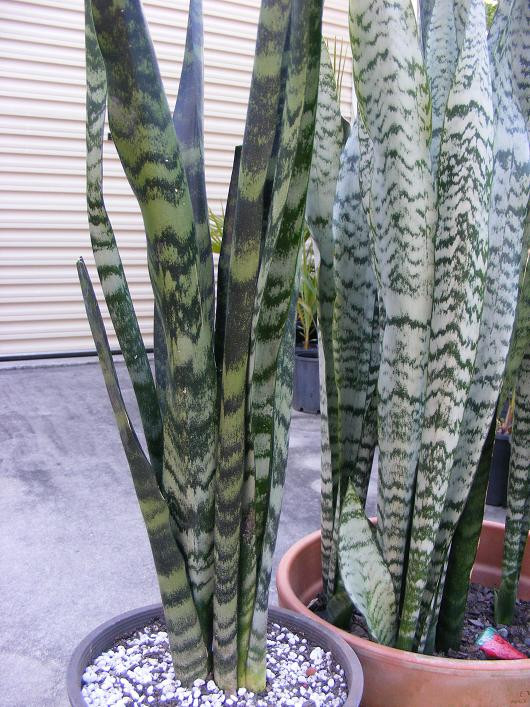 Black Coral or just a natural variation of trifasciata? | Houzz Forum
