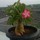 Last commented by kukkalasatishkumar
