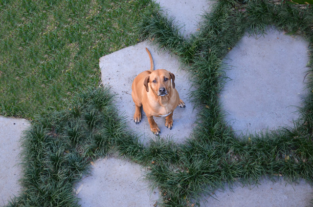 7 Questions to Ask Yourself Before Laying Stepping Stones