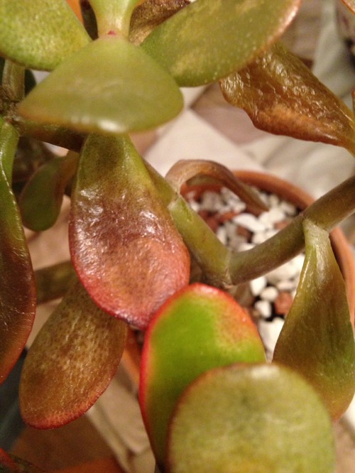 Crassula / Jade plant unhealthy over or under watering?