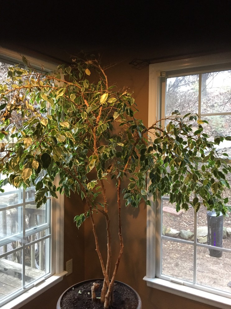 Ficus tree?