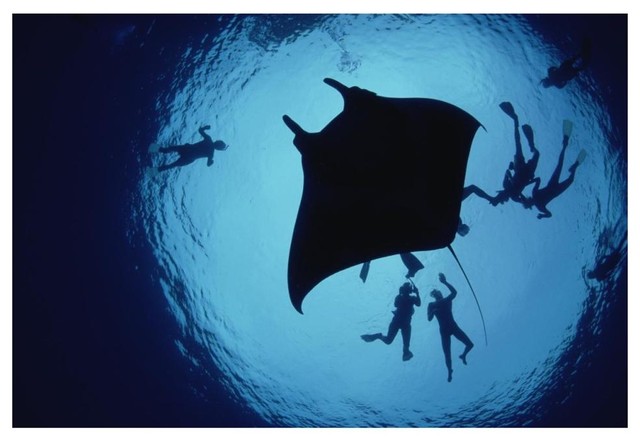 Manta Ray Flower Garden Banks Nms Louisiana Gulf Of Mexico