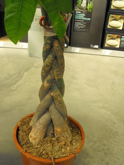 Plant with braided trunk information