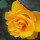 webuser_304651907