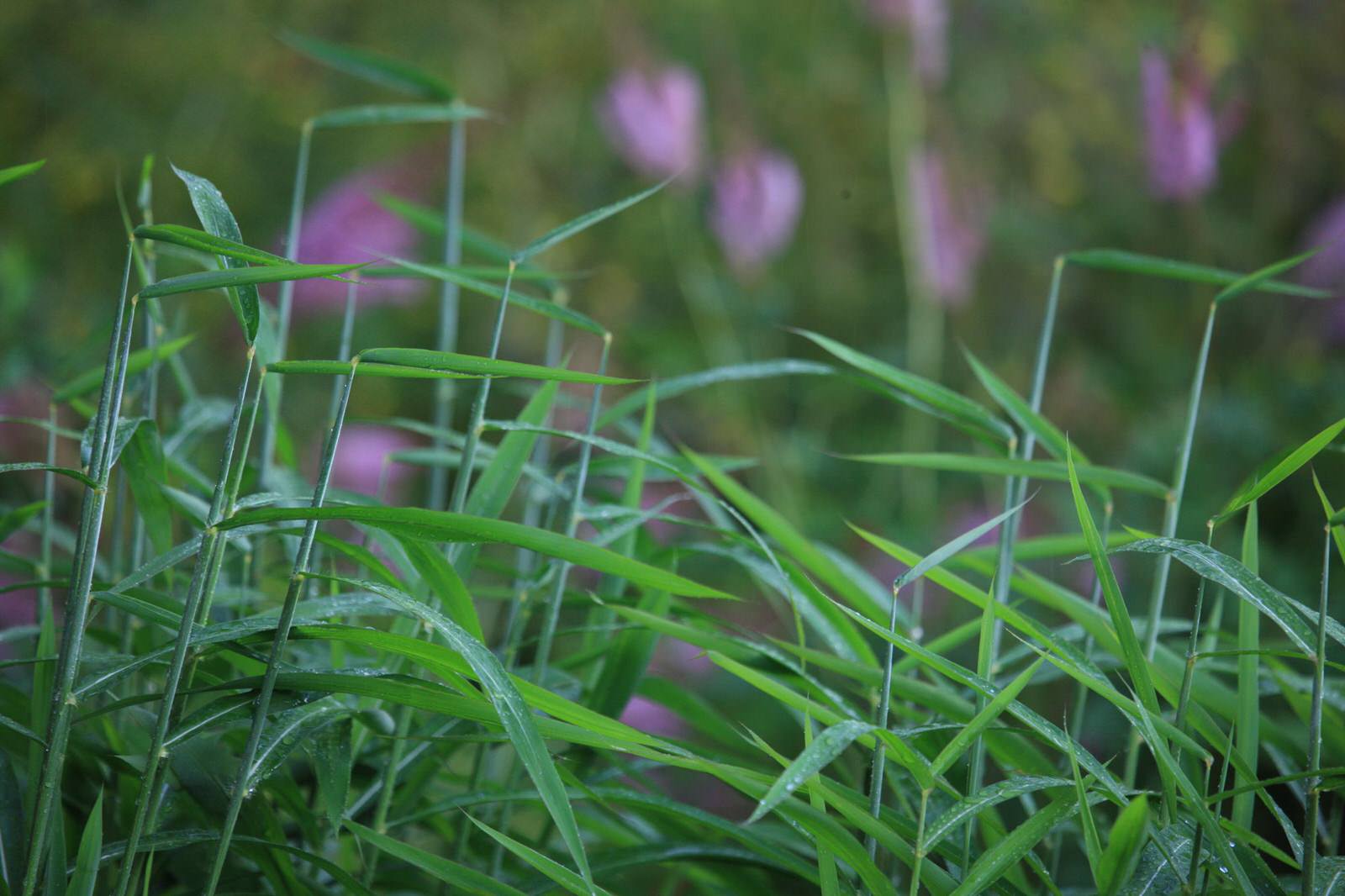 Бельгийская Деревня
