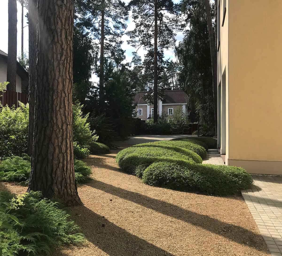 Между большими соснами. Формирующая обрезка.