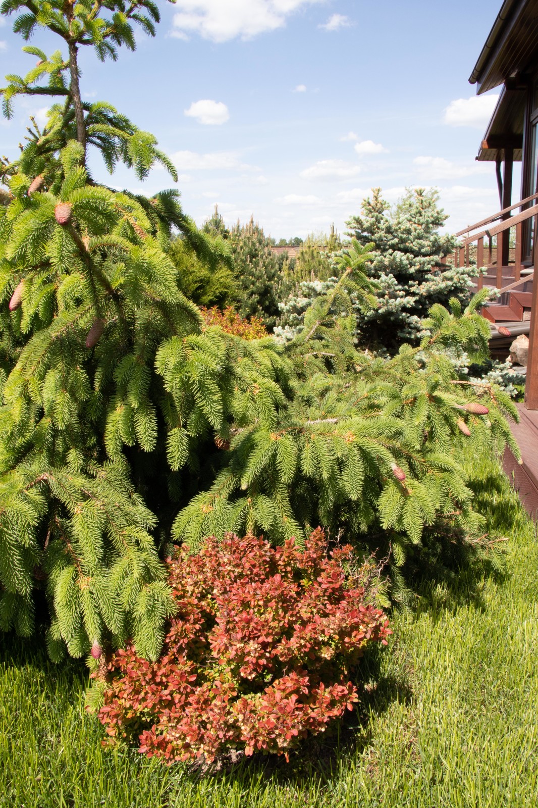 Сосновые берега