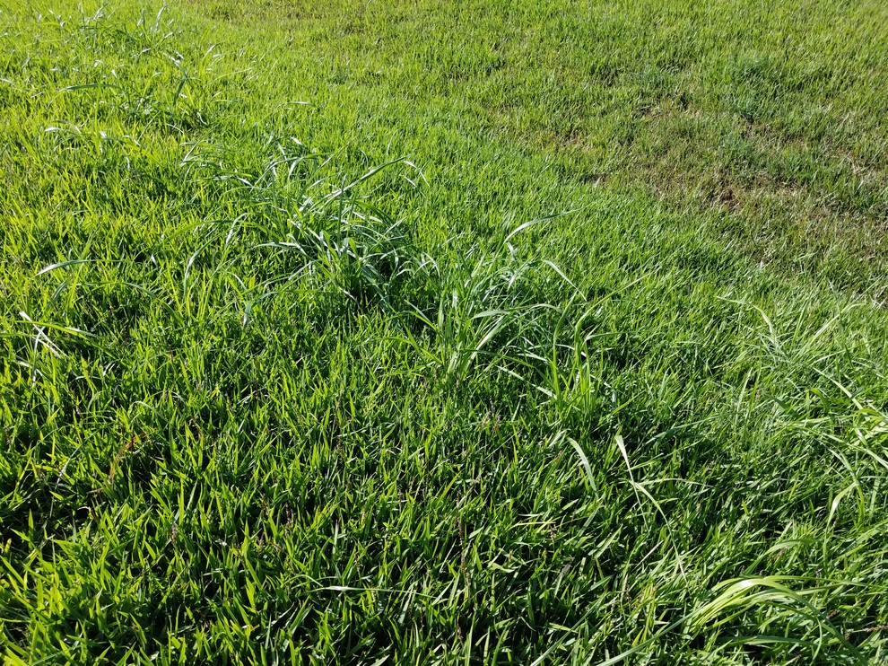 Zoysia getting neighbors crabgrass
