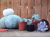 Mini Idea Decor: Trasformare una Zucca in Vaso per Piante Grasse (14 photos) - image  on http://www.designedoo.it