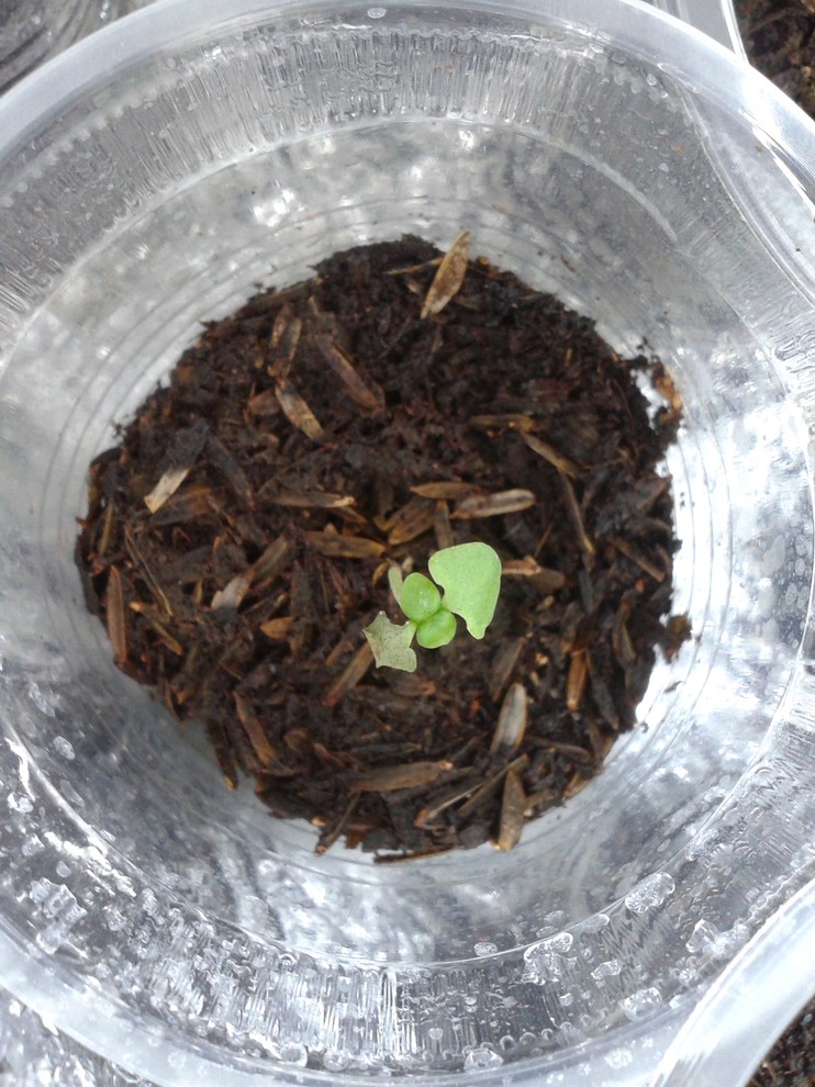 Help! Basil seedlings, cotyledons dying, true leaves turning black