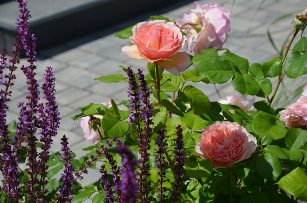 Мягкий и пушистый