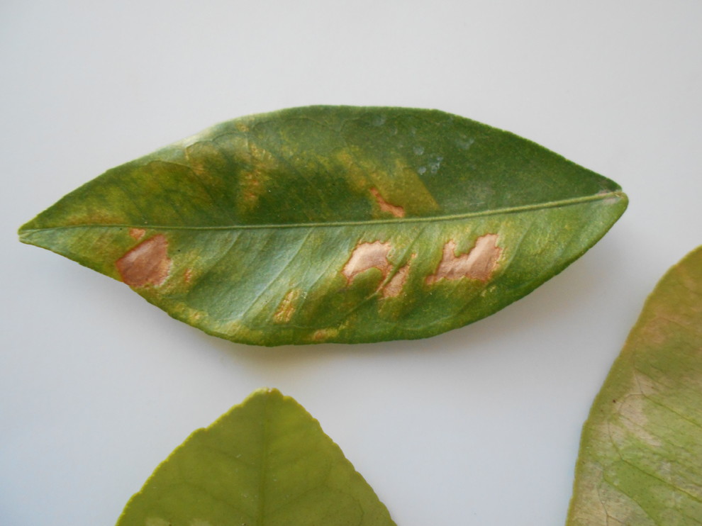 Lesions on citrus leaves